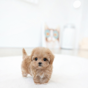 Maltipoo Puppy  ( Jax)