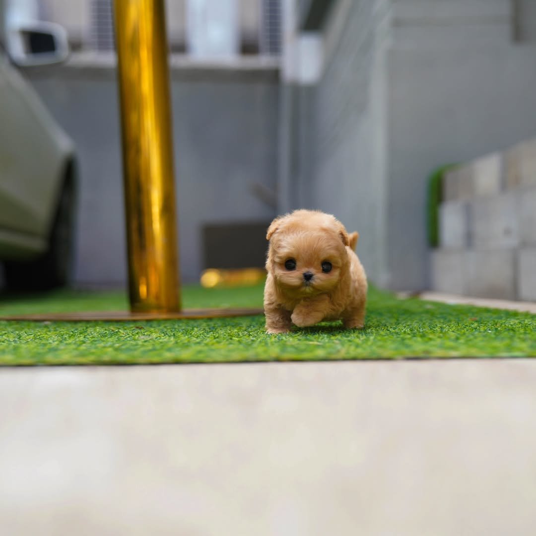 Maltipoo Puppy ( Lucy)