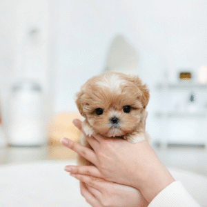 Maltipoo Puppy ( Milo)