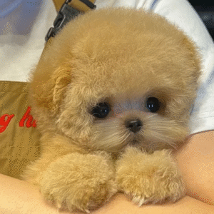 Maltipoo Puppy  ( Baloo )