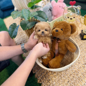 Maltipoo Puppy  ( Ginger)