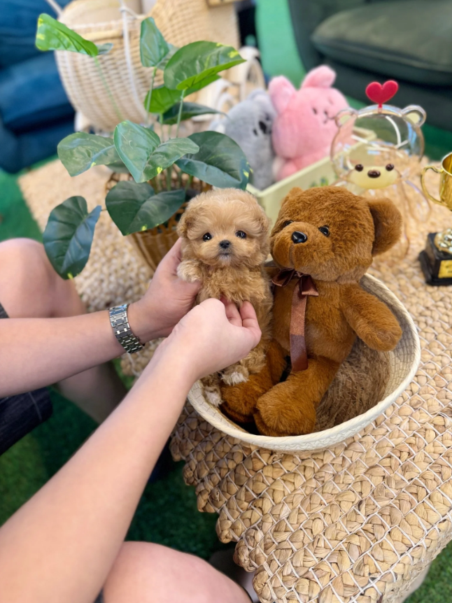 Maltipoo Puppy ( Ginger)