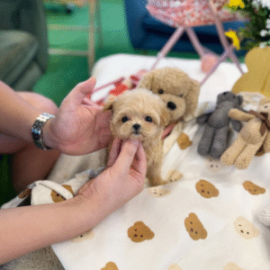 Maltipoo Puppy  ( Sasha)