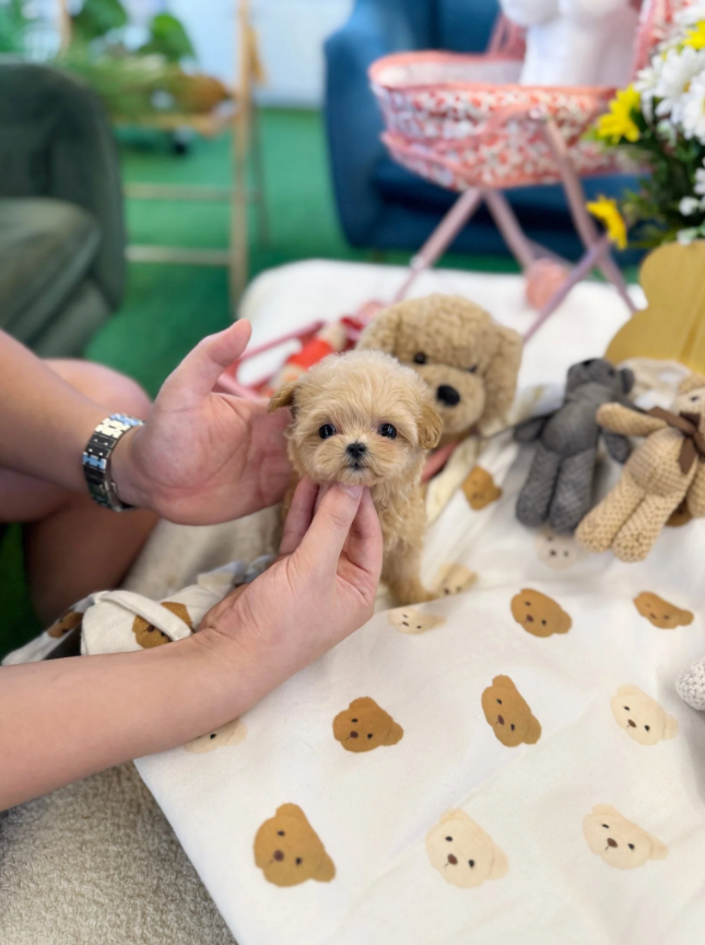 Maltipoo Puppy ( Sasha)