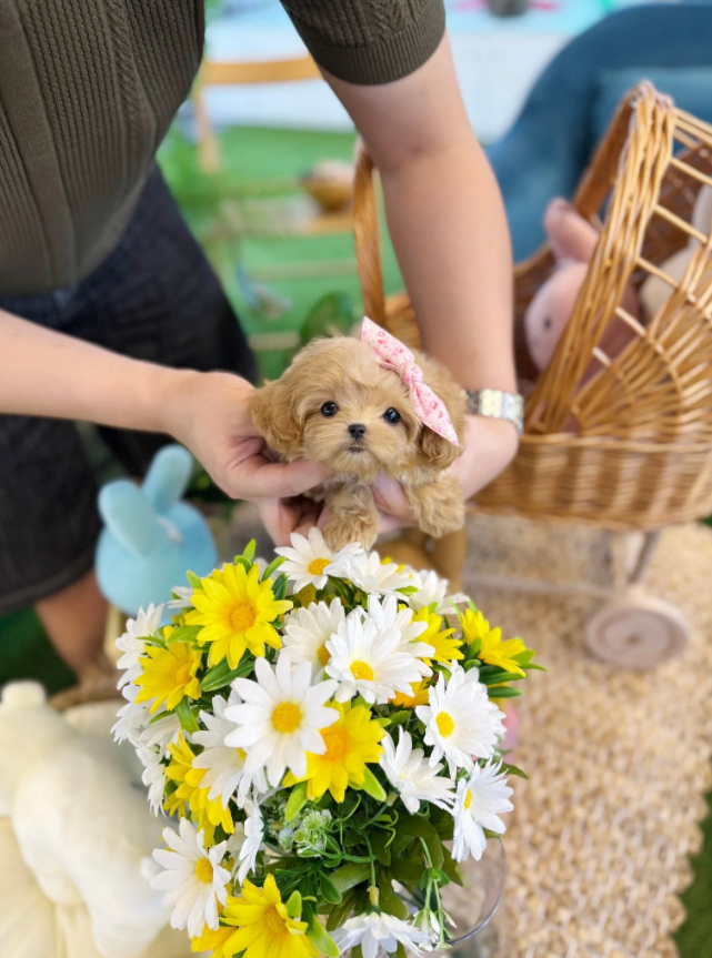 Maltipoo Puppy ( Henry)