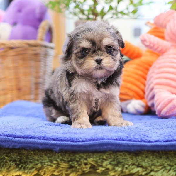 Maltipoo Puppy ( GIGI ) SOLD