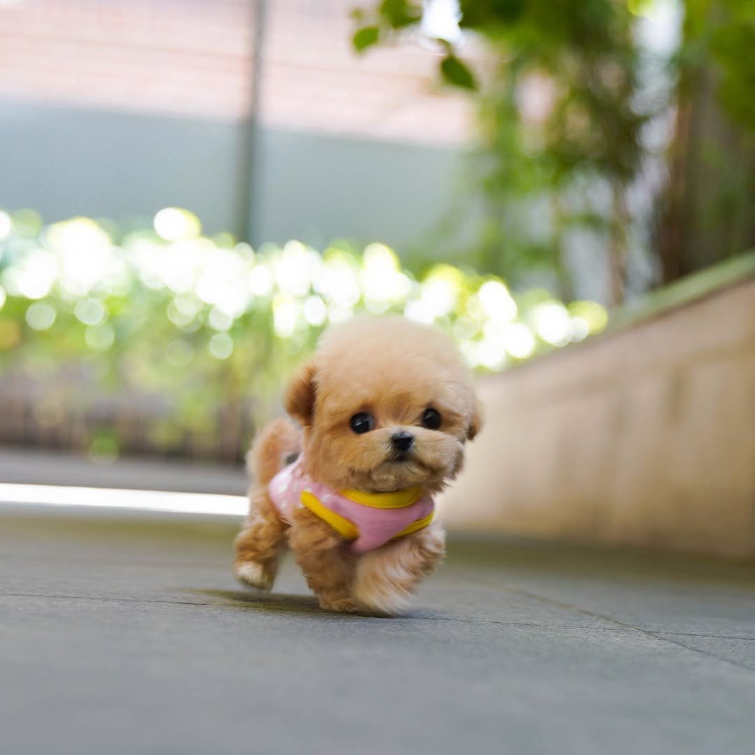 Maltipoo Puppy ( Rocky)