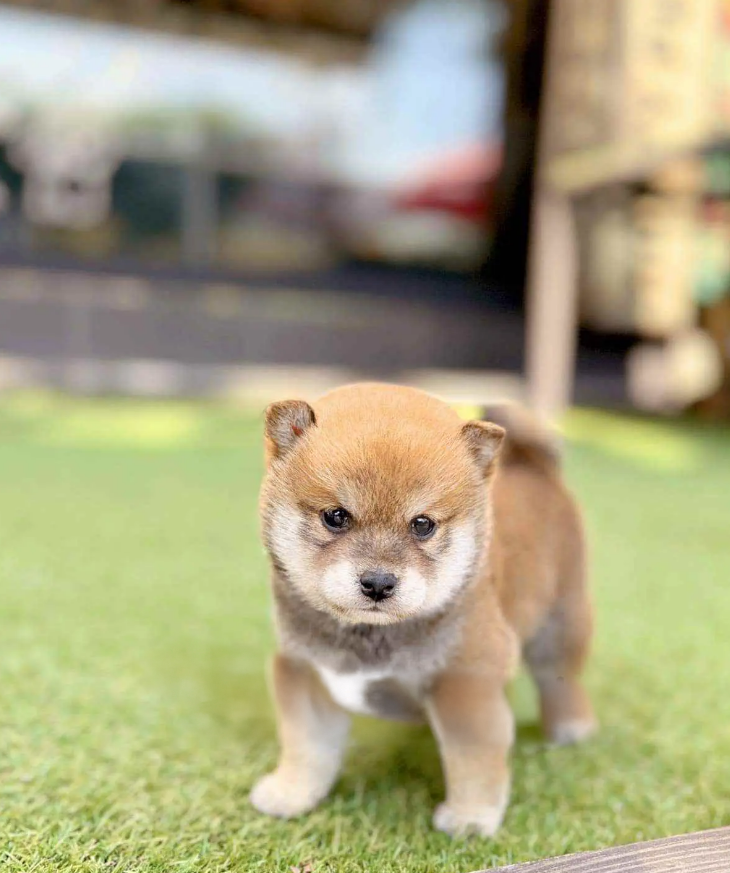 Shiba Inu Puppy ( Buddy )