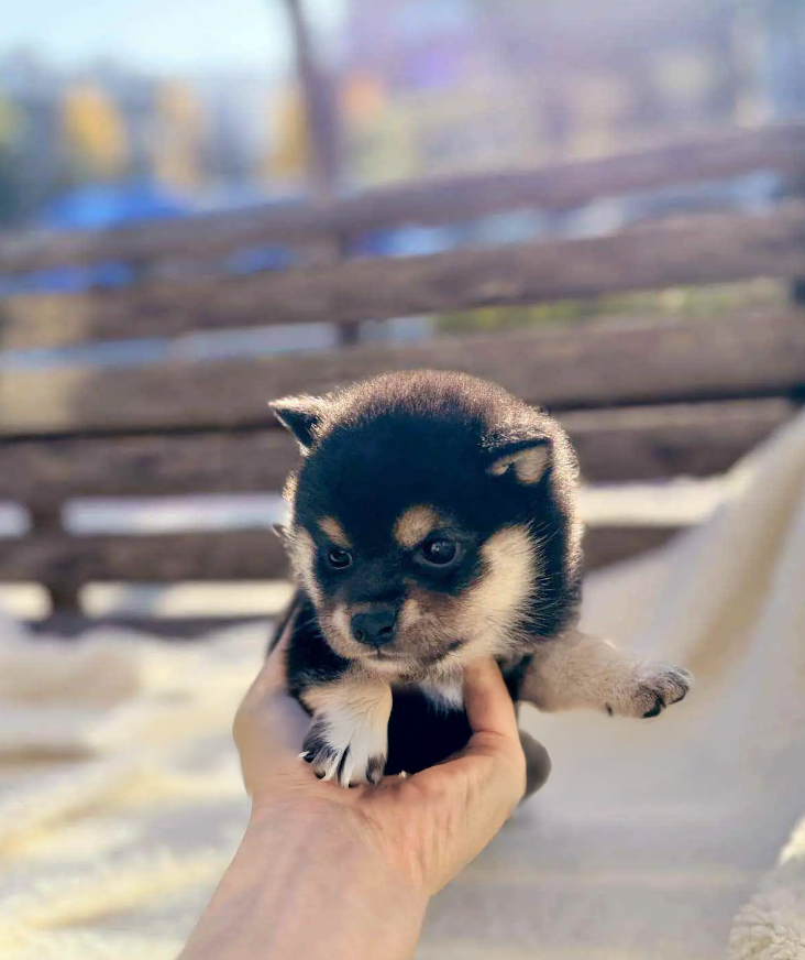 Shiba Inu Puppy ( Chloe )