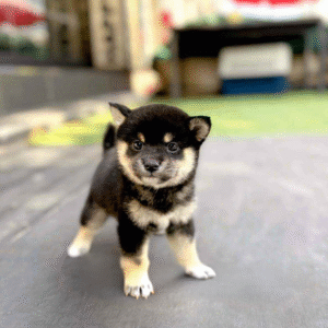 Shiba Inu Puppy  ( Cooper )