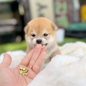 Shiba Inu Puppy  ( Finn )