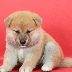 Shiba Inu Puppy  ( Gracie )