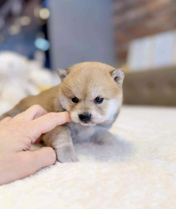 Shiba Inu Puppy ( Harley)