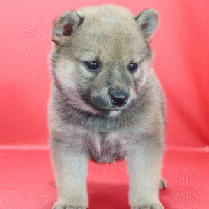 Shiba Inu Puppy  ( Maya )