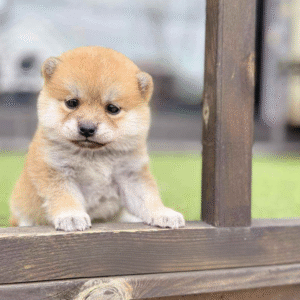 Shiba Inu Puppy  ( Rosie )