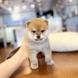 Shiba Inu Puppy  ( Tucker )
