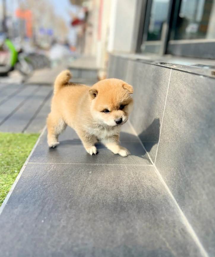 Shiba Inu Puppy ( Ace )